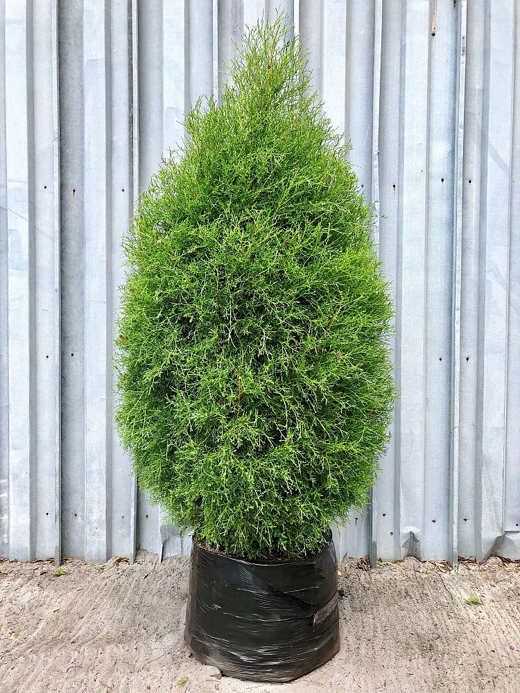 juniperus-virginiana-silicicola-southern-red-cedar