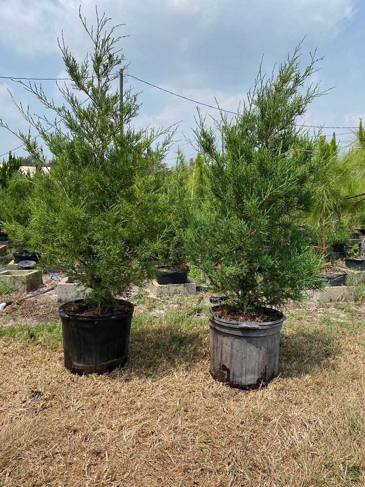 juniperus-virginiana-silicicola-southern-red-cedar