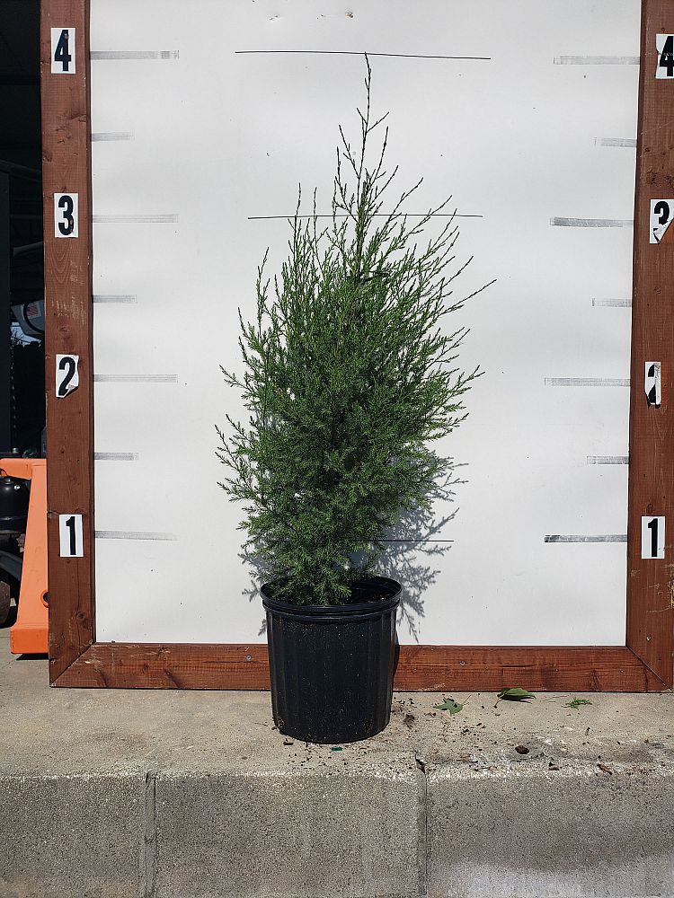 juniperus-virginiana-silicicola-southern-red-cedar