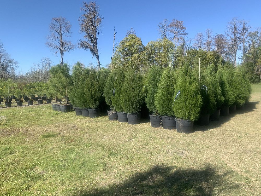 Centurylink Net Login >> Lake Kirkland Nursery & Tree Farm | plantANT.com Centurylink Net Login >> Lake Kirkland Nursery & Tree Farm | plantANT.com