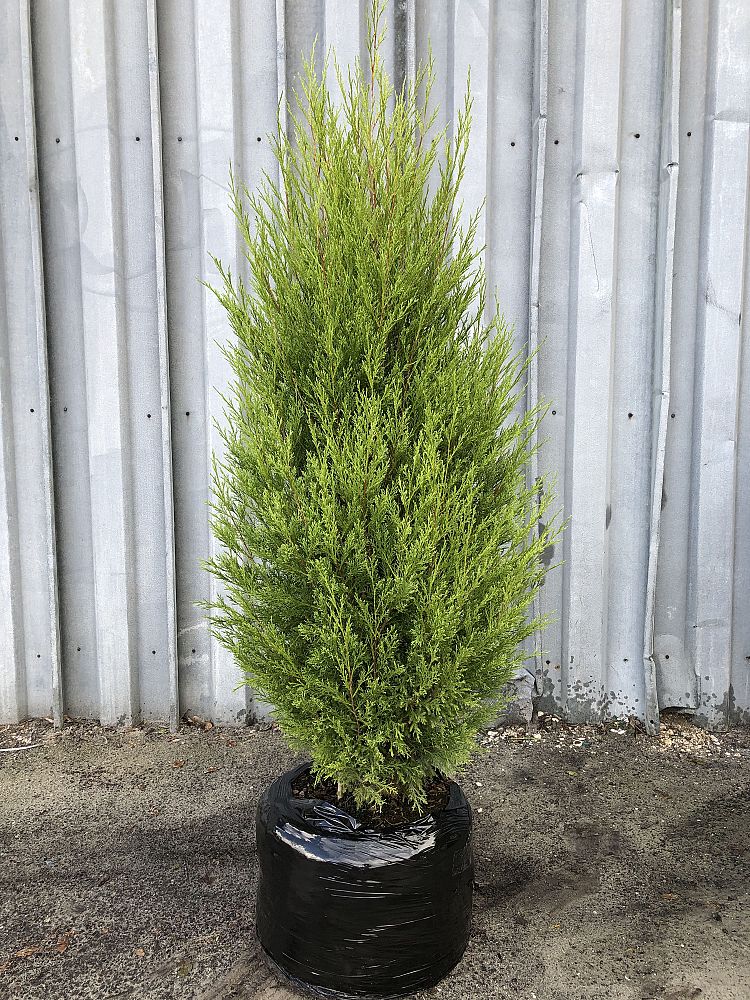 juniperus-virginiana-silicicola-southern-red-cedar