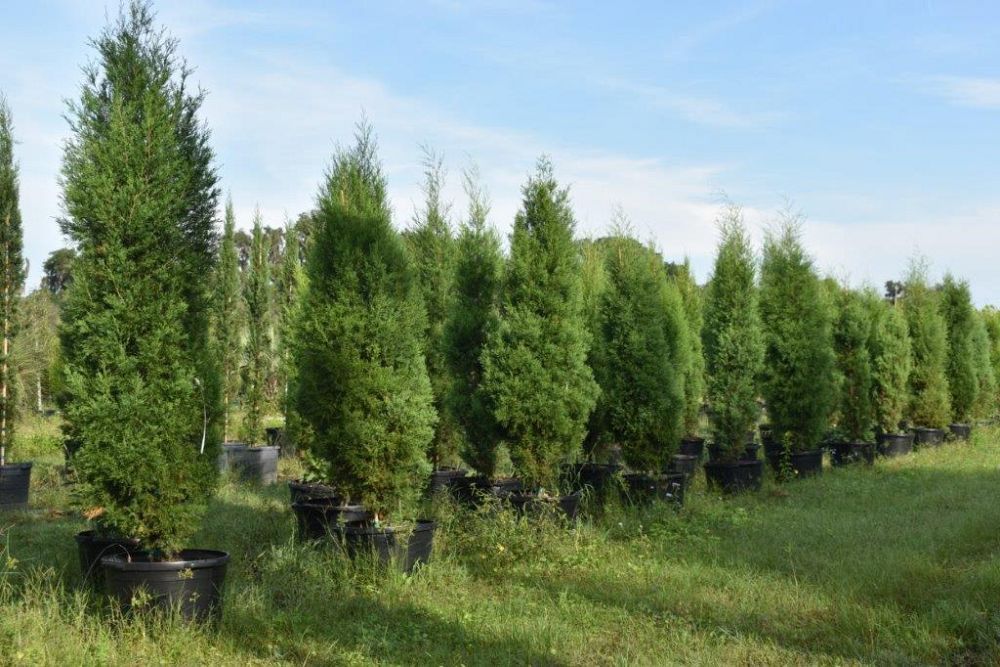 juniperus-virginiana-silicicola-southern-red-cedar