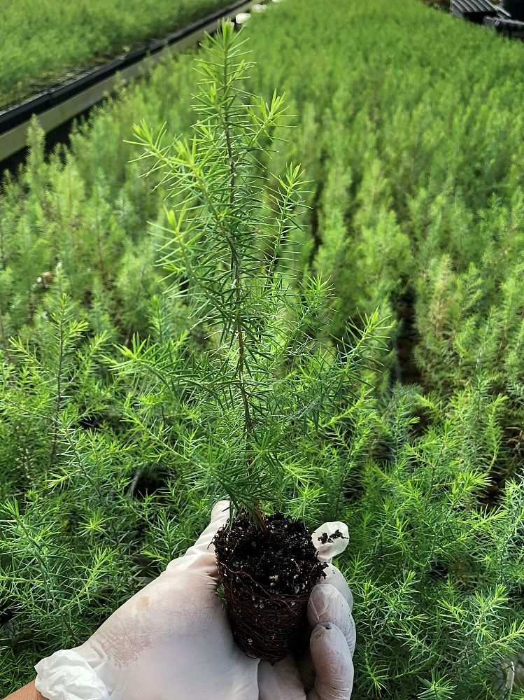juniperus-virginiana-silicicola-southern-red-cedar