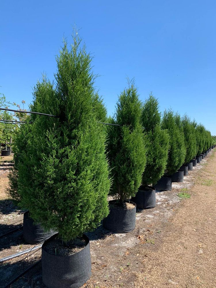 juniperus-virginiana-silicicola-southern-red-cedar