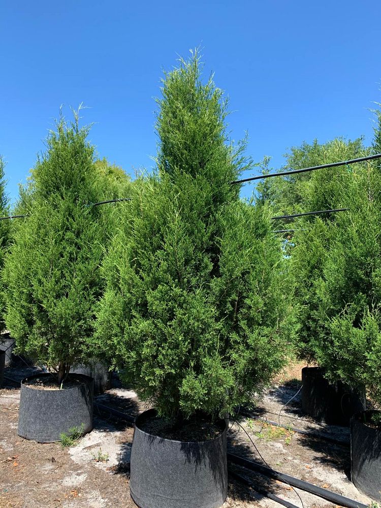 juniperus-virginiana-silicicola-southern-red-cedar