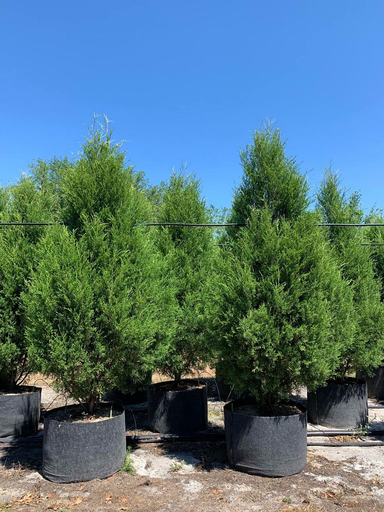 juniperus-virginiana-silicicola-southern-red-cedar