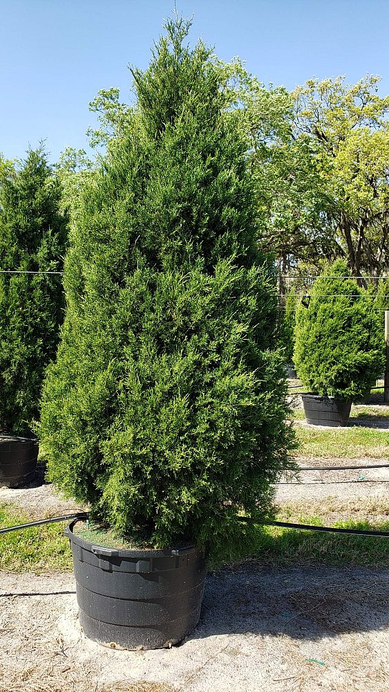 juniperus-virginiana-silicicola-southern-red-cedar