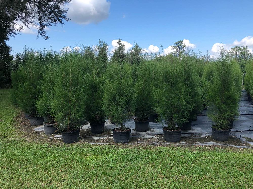juniperus-virginiana-silicicola-southern-red-cedar