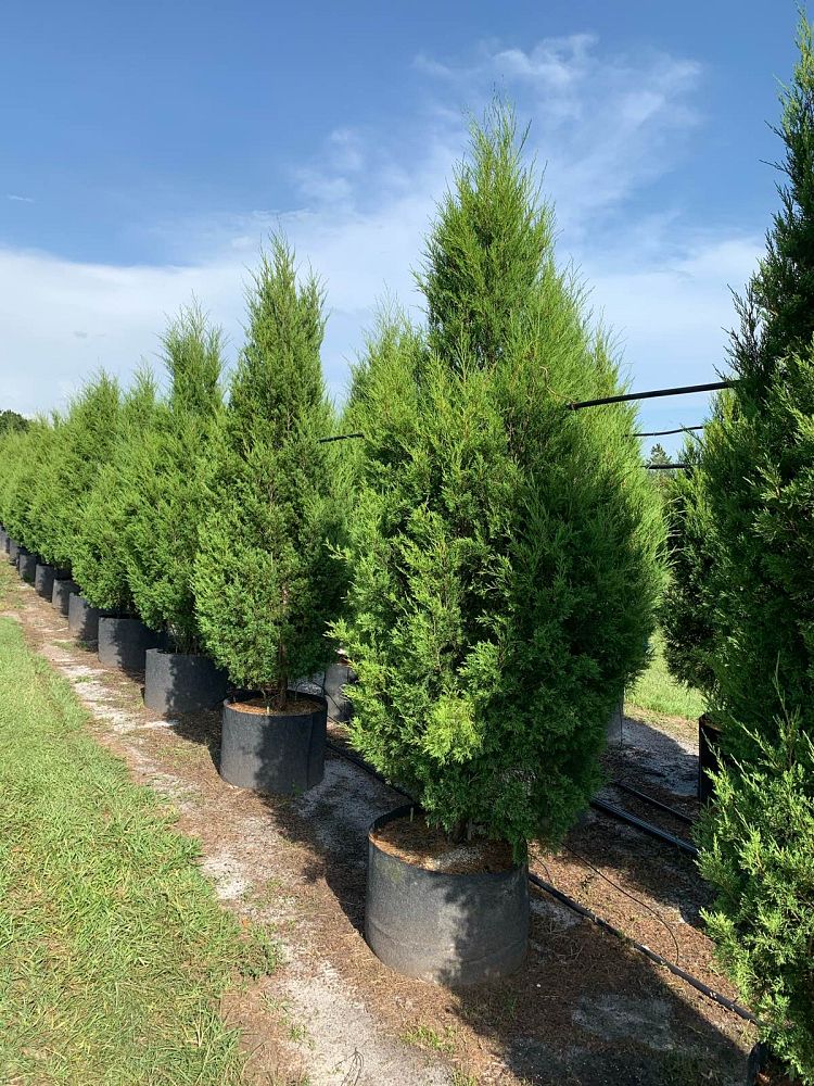 juniperus-virginiana-silicicola-southern-red-cedar