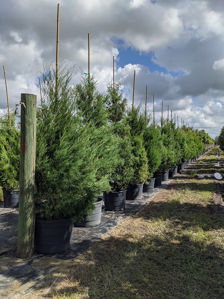 juniperus-virginiana-silicicola-southern-red-cedar