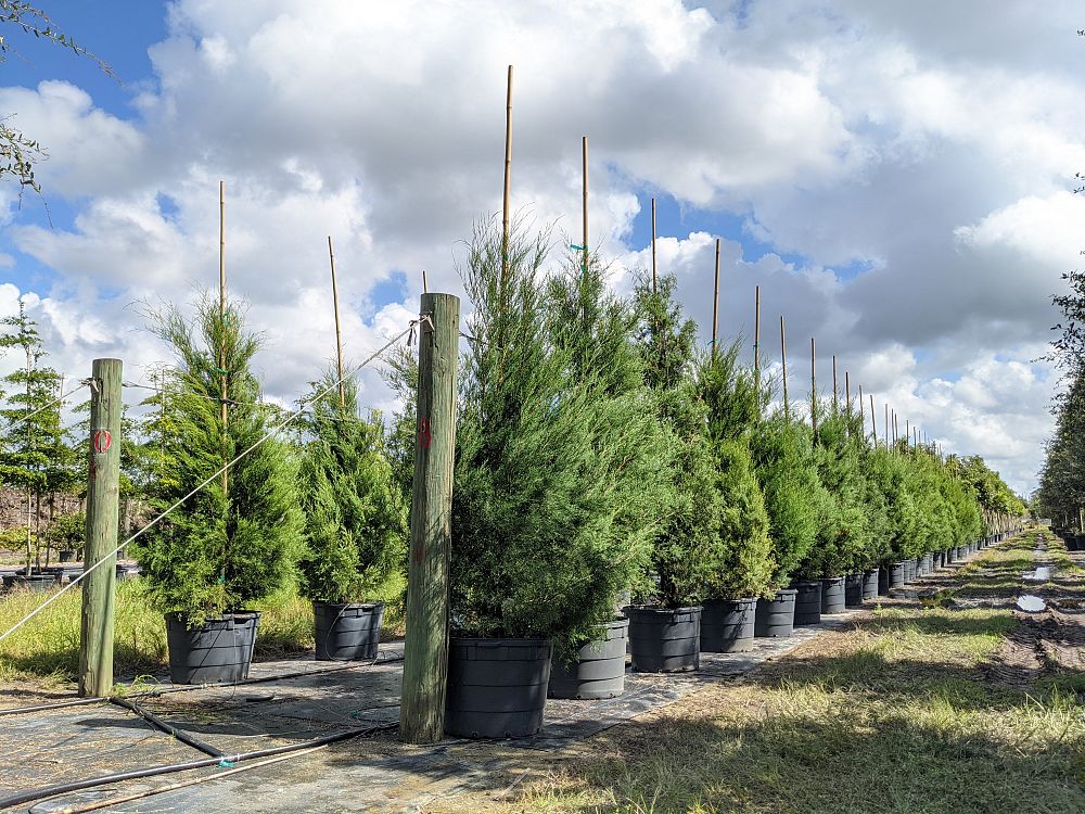 juniperus-virginiana-silicicola-southern-red-cedar