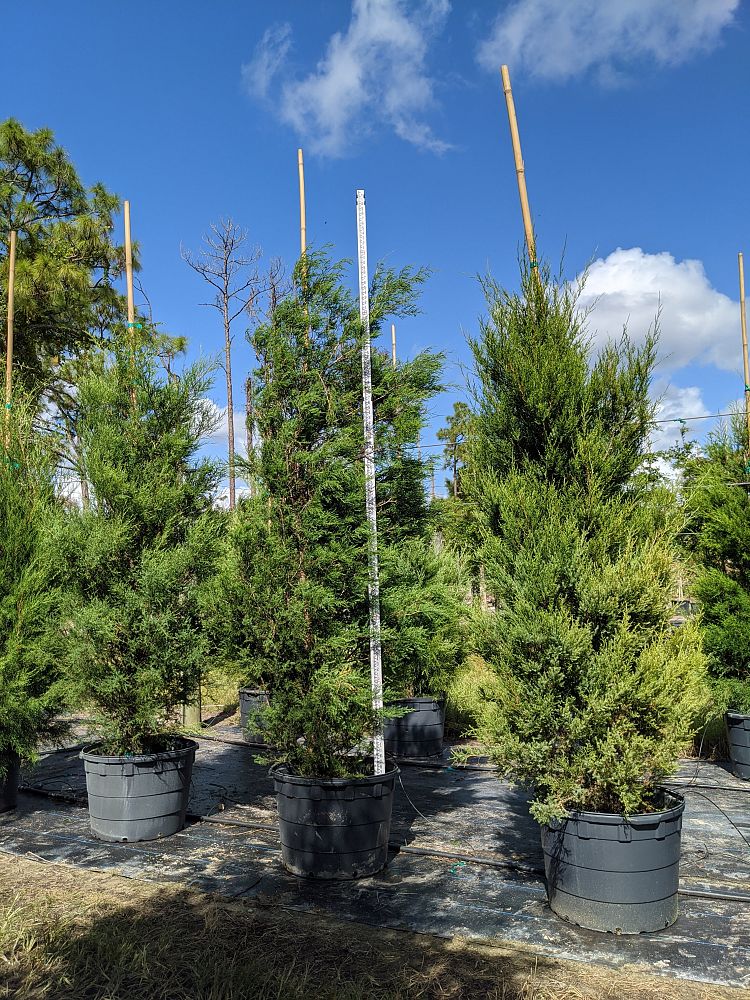 juniperus-virginiana-silicicola-southern-red-cedar