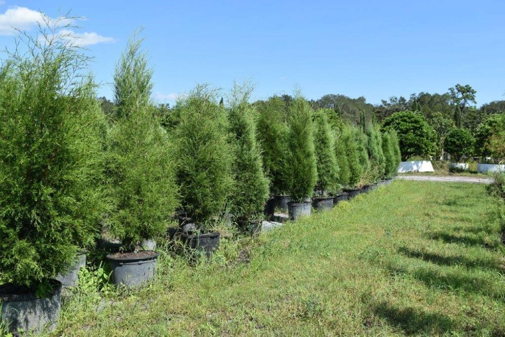 juniperus-virginiana-silicicola-southern-red-cedar
