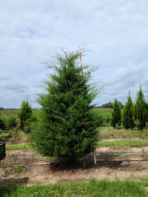 juniperus-virginiana-silicicola-southern-red-cedar