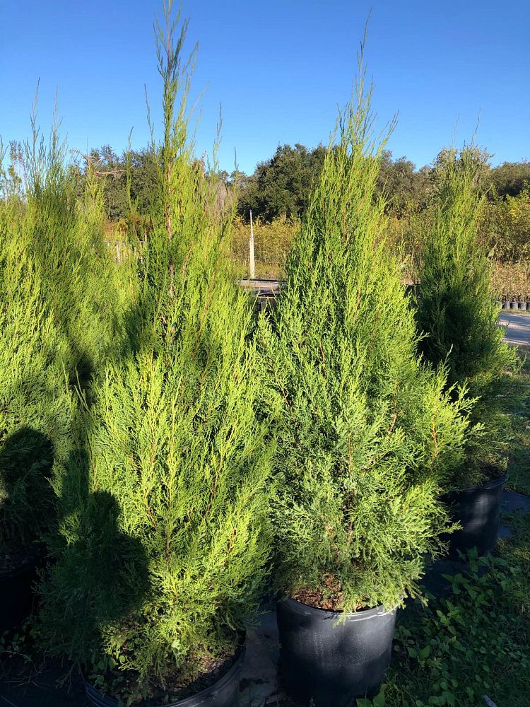 juniperus-virginiana-silicicola-southern-red-cedar