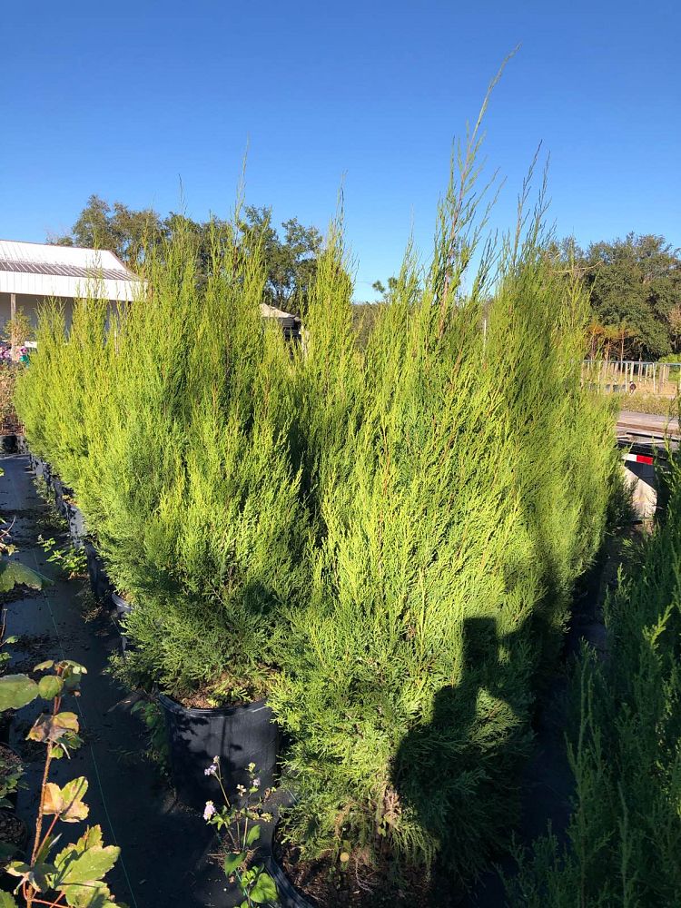juniperus-virginiana-silicicola-southern-red-cedar