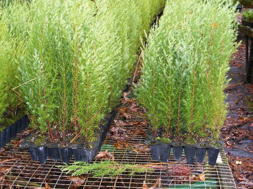 juniperus-virginiana-silicicola-southern-red-cedar