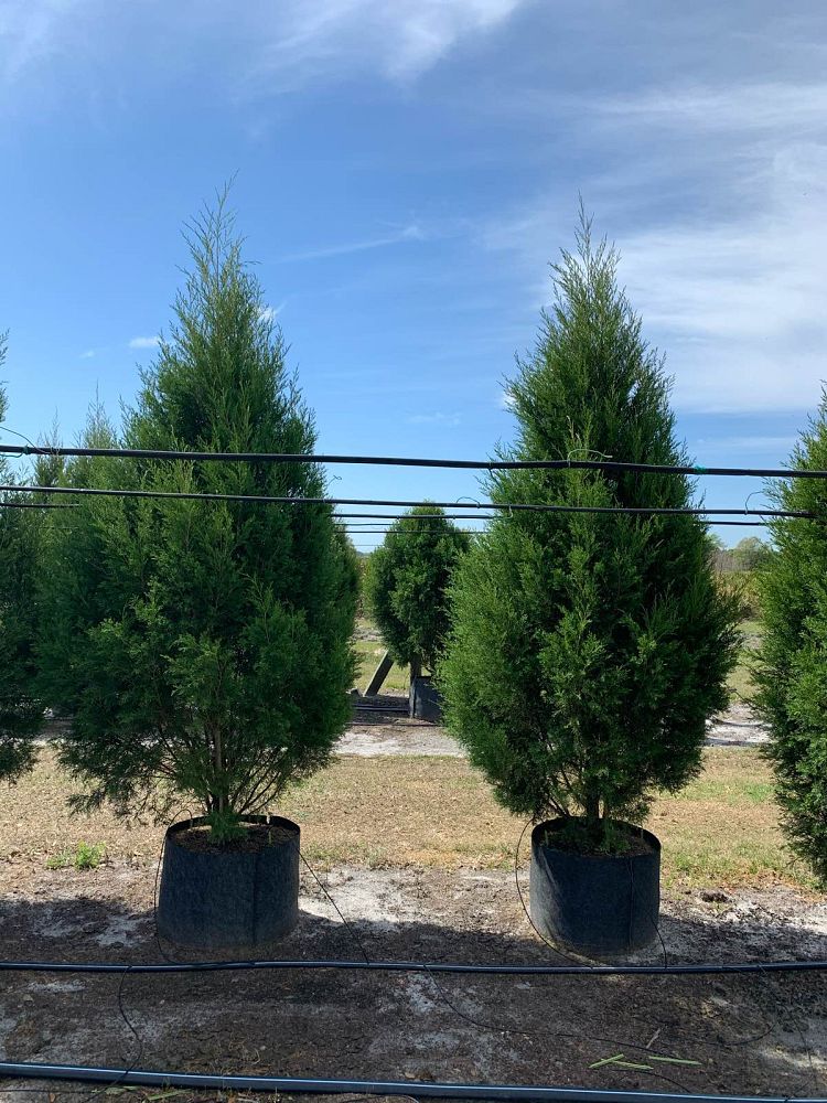 juniperus-virginiana-silicicola-southern-red-cedar