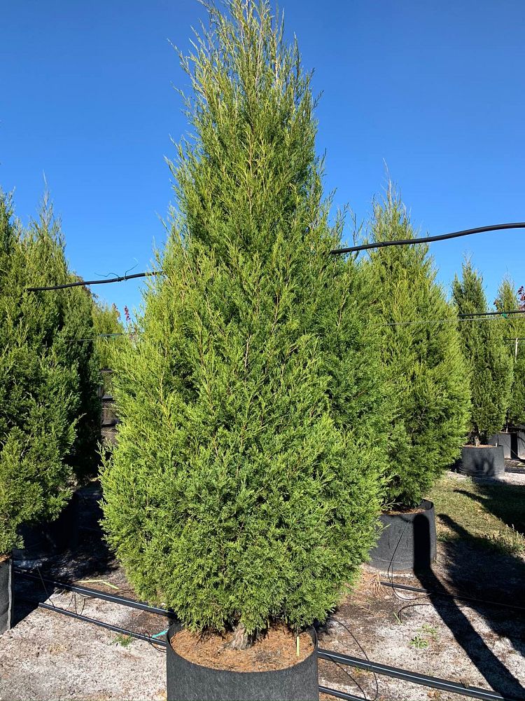 juniperus-virginiana-silicicola-southern-red-cedar