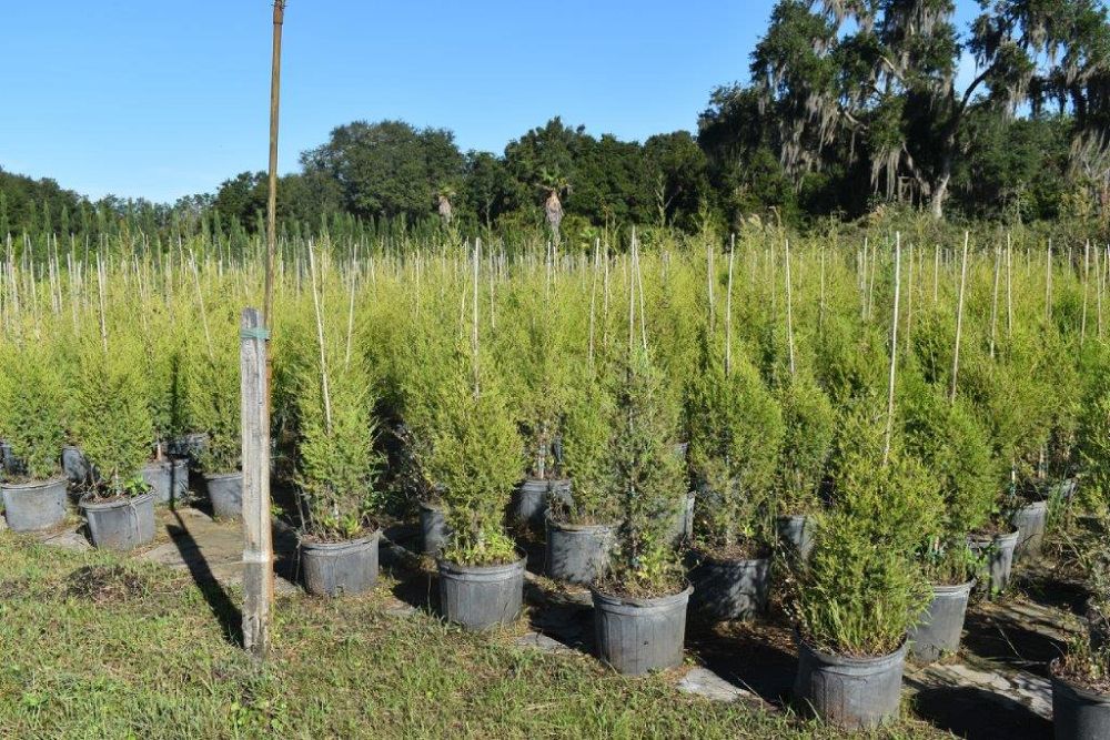 juniperus-virginiana-silicicola-southern-red-cedar