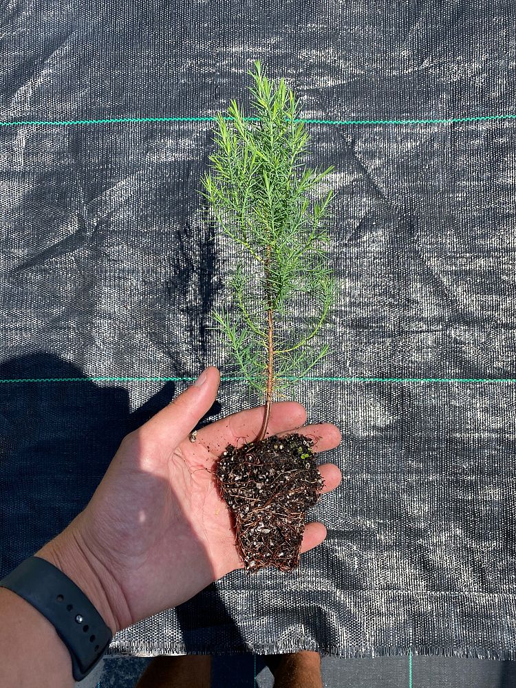 juniperus-virginiana-silicicola-southern-red-cedar
