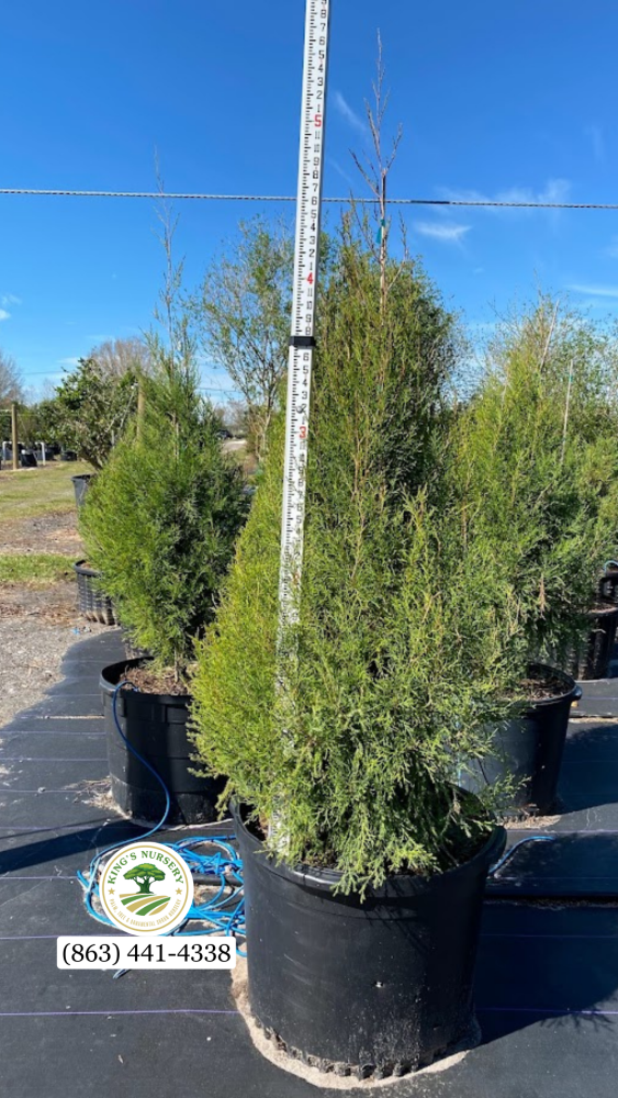 juniperus-virginiana-silicicola-southern-red-cedar
