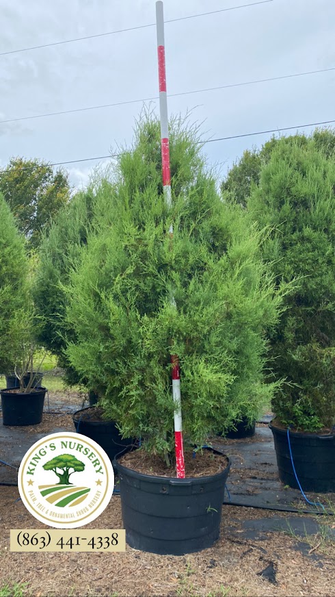 juniperus-virginiana-silicicola-southern-red-cedar