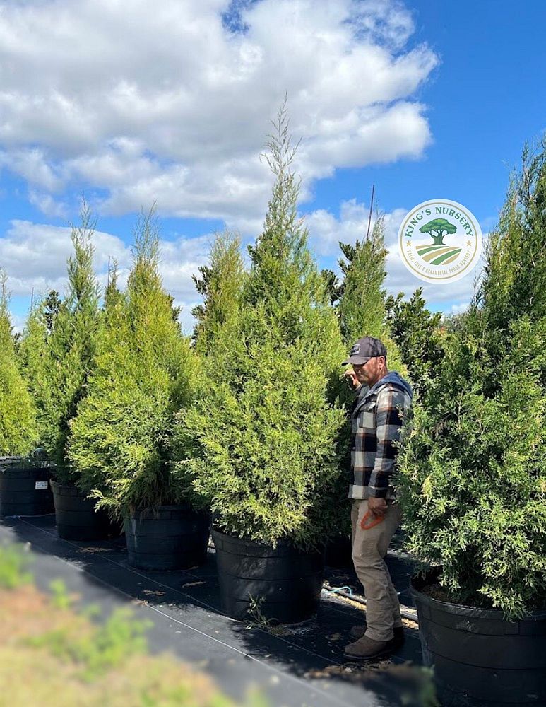 juniperus-virginiana-silicicola-southern-red-cedar