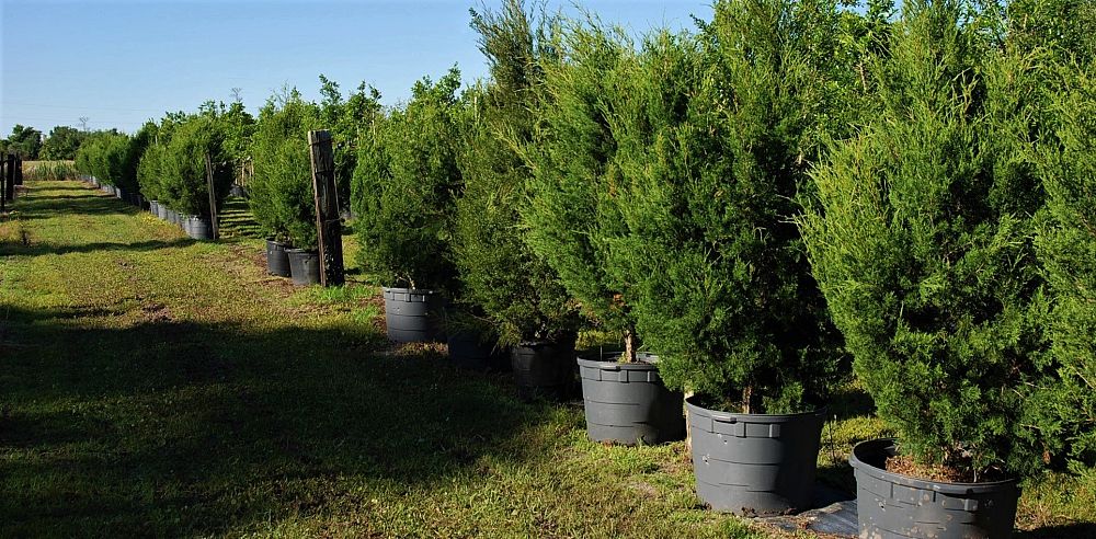 juniperus-virginiana-silicicola-southern-red-cedar