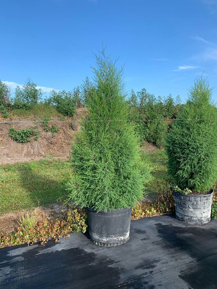 juniperus-virginiana-silicicola-southern-red-cedar