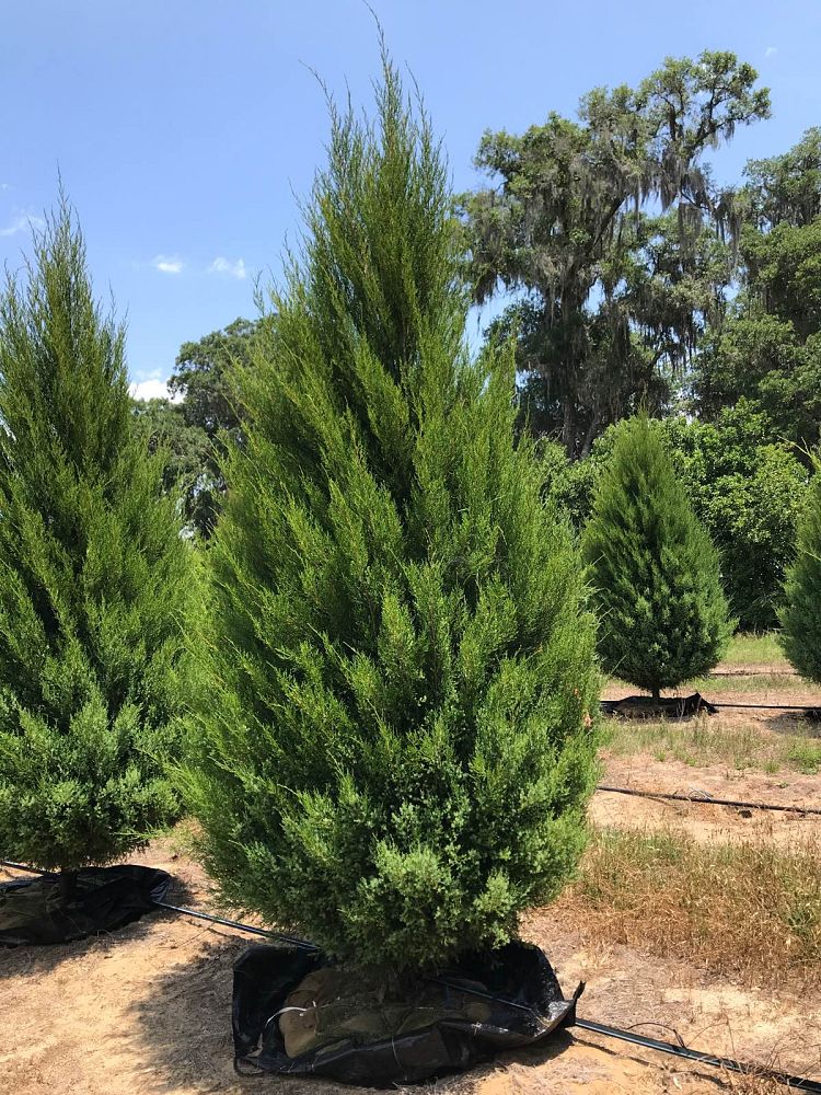 juniperus-virginiana-silicicola-southern-red-cedar