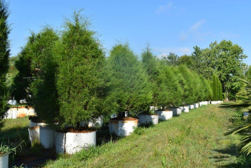 juniperus-virginiana-silicicola-southern-red-cedar