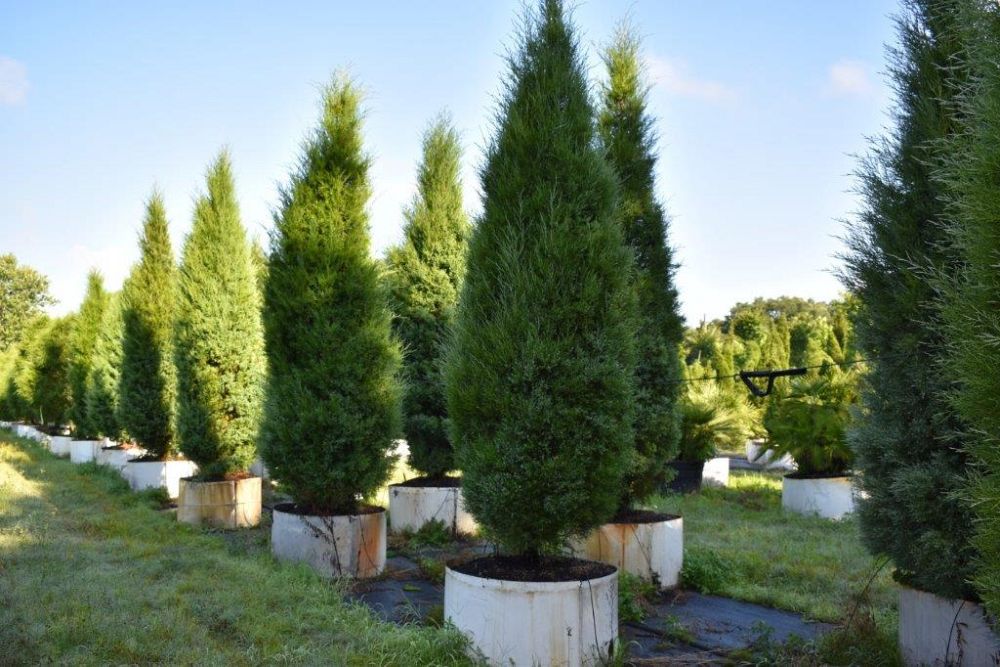 juniperus-virginiana-silicicola-southern-red-cedar