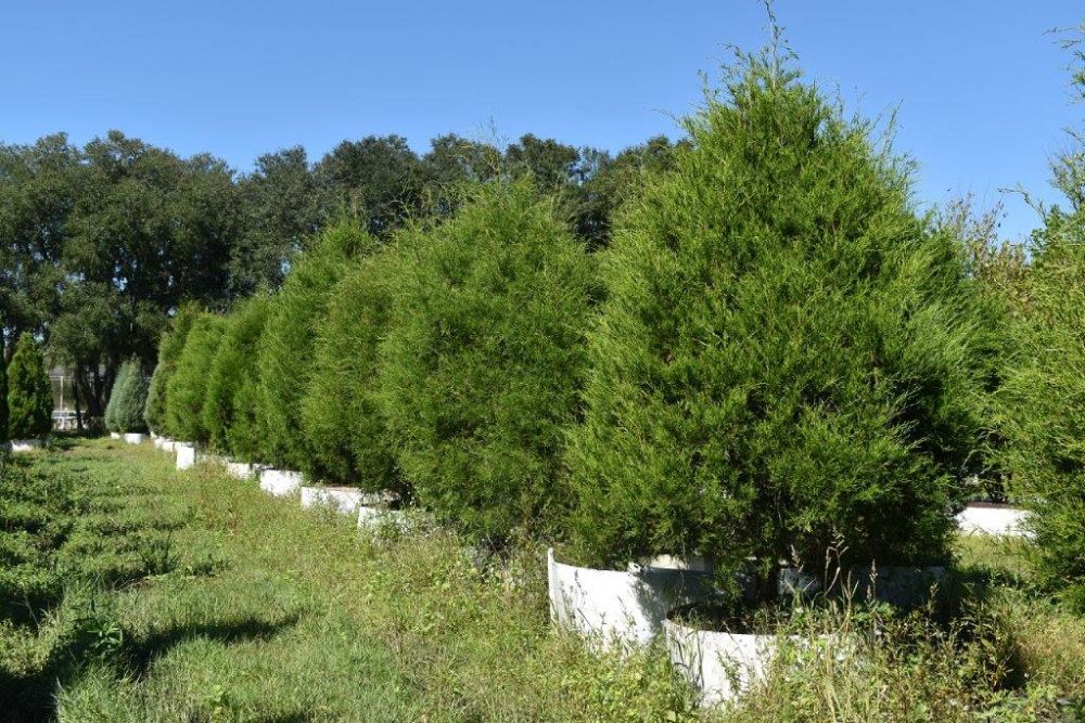 juniperus-virginiana-silicicola-southern-red-cedar