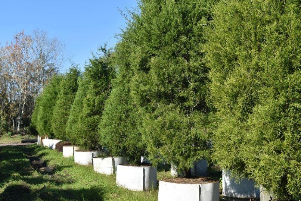 juniperus-virginiana-silicicola-southern-red-cedar