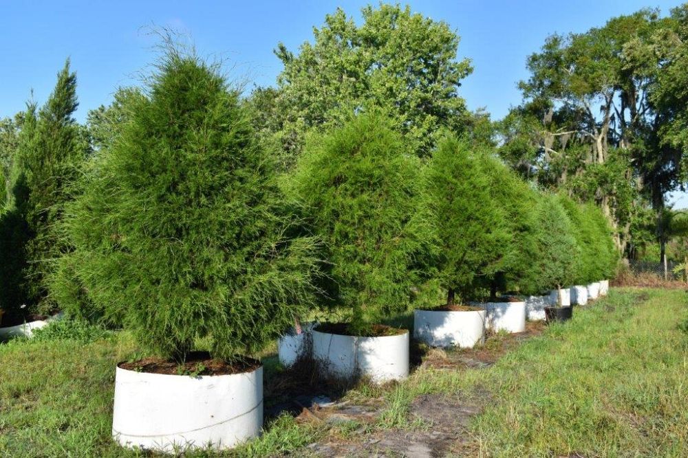 juniperus-virginiana-silicicola-southern-red-cedar