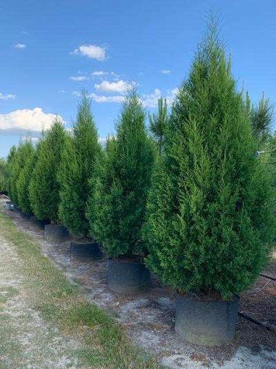 juniperus-virginiana-silicicola-southern-red-cedar