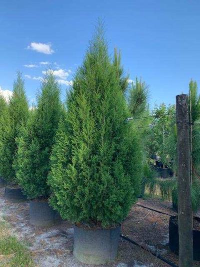 juniperus-virginiana-silicicola-southern-red-cedar