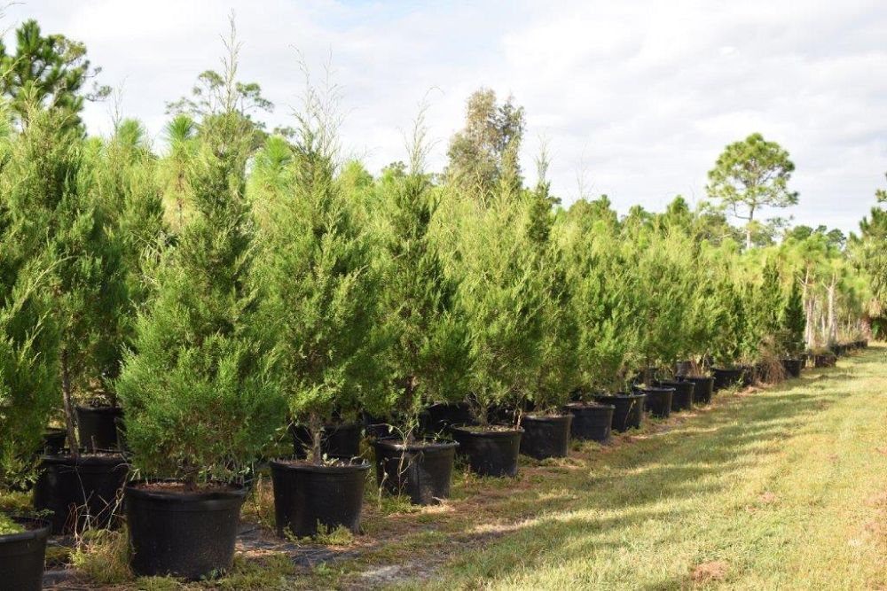 juniperus-virginiana-silicicola-southern-red-cedar