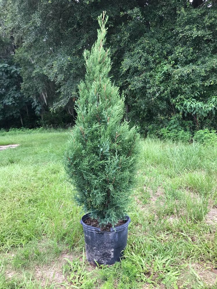 juniperus-virginiana-silicicola-southern-red-cedar