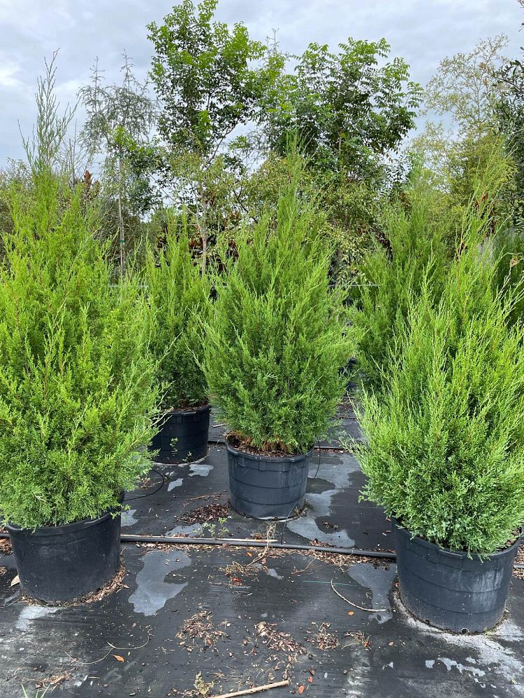 juniperus-virginiana-silicicola-southern-red-cedar