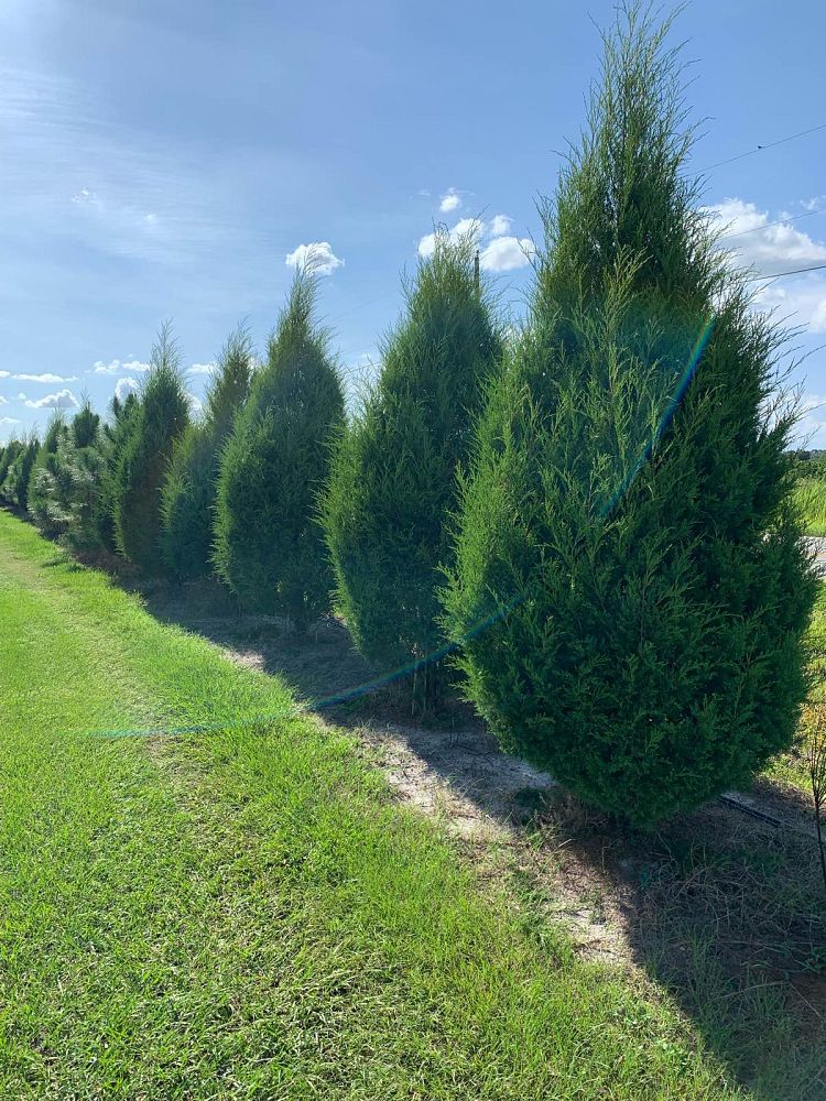 juniperus-virginiana-silicicola-southern-red-cedar