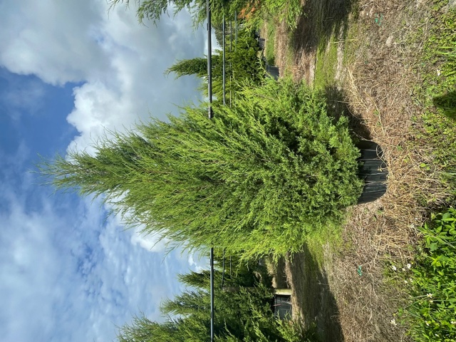 juniperus-virginiana-silicicola-southern-red-cedar