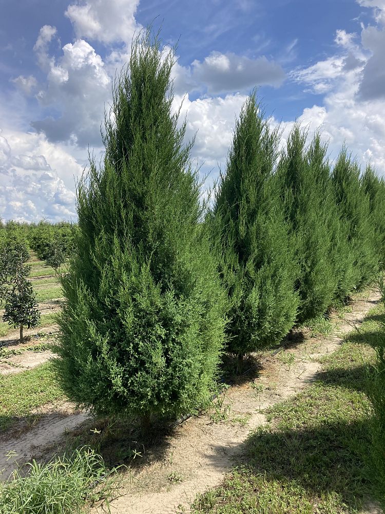 juniperus-virginiana-silicicola-southern-red-cedar