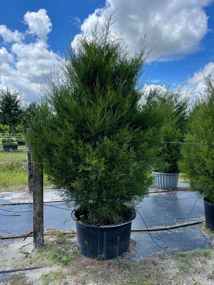 juniperus-virginiana-silicicola-southern-red-cedar