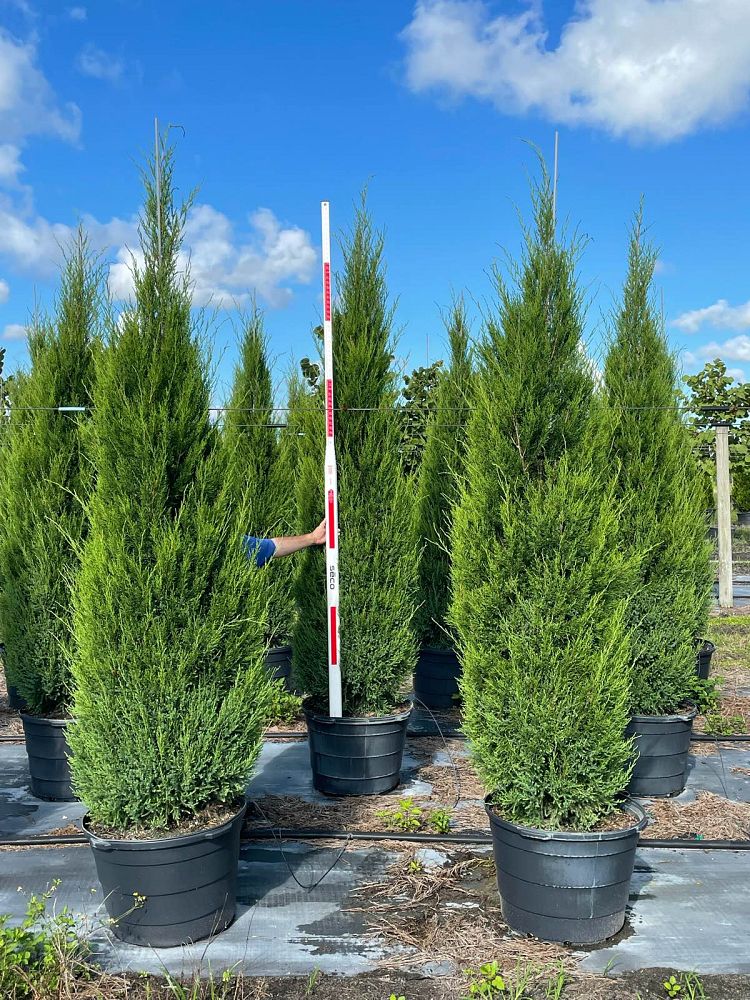 juniperus-virginiana-silicicola-southern-red-cedar