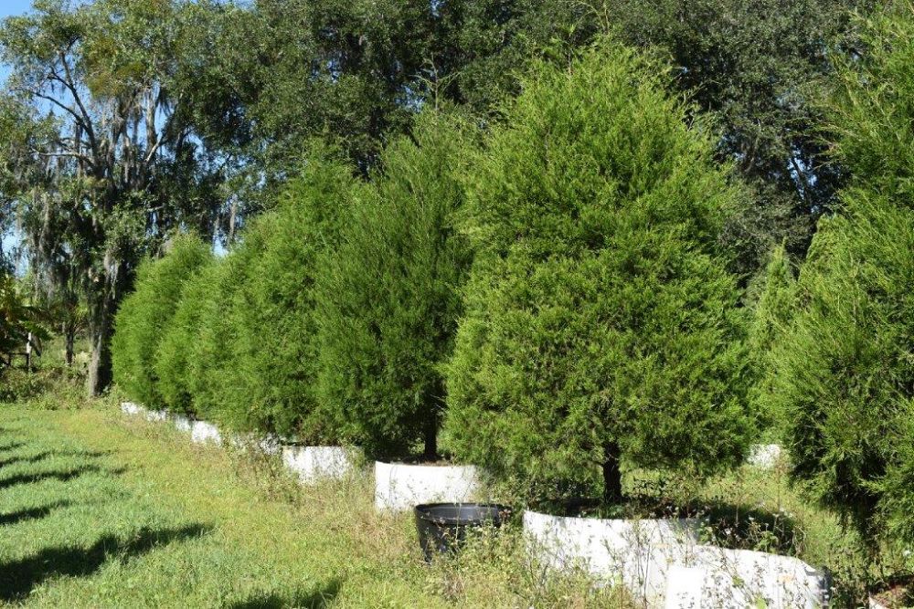 juniperus-virginiana-silicicola-southern-red-cedar