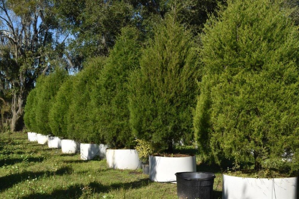 juniperus-virginiana-silicicola-southern-red-cedar