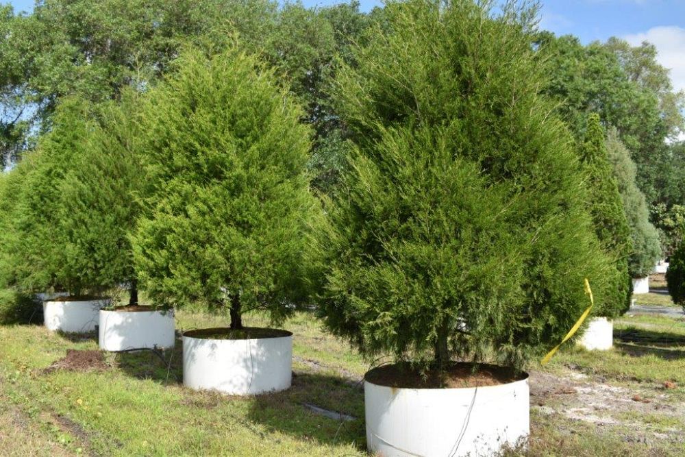 juniperus-virginiana-silicicola-southern-red-cedar