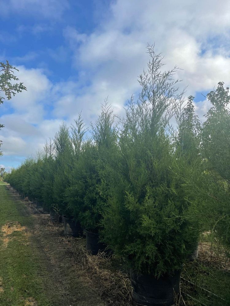 juniperus-virginiana-silicicola-southern-red-cedar